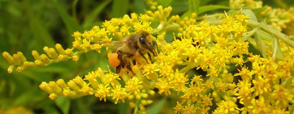 Пчела собиральщица меда на лугу
