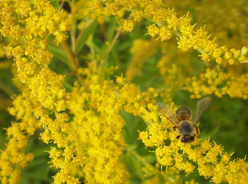 Пчела собирает нектар в августе