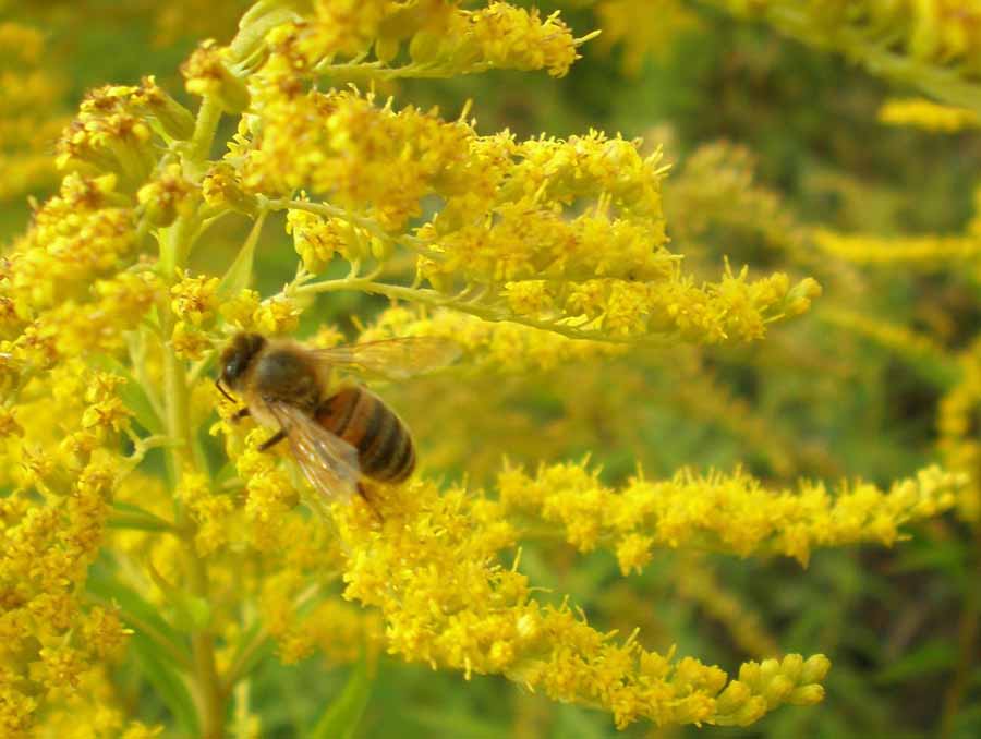 Медоносная пчела в августе