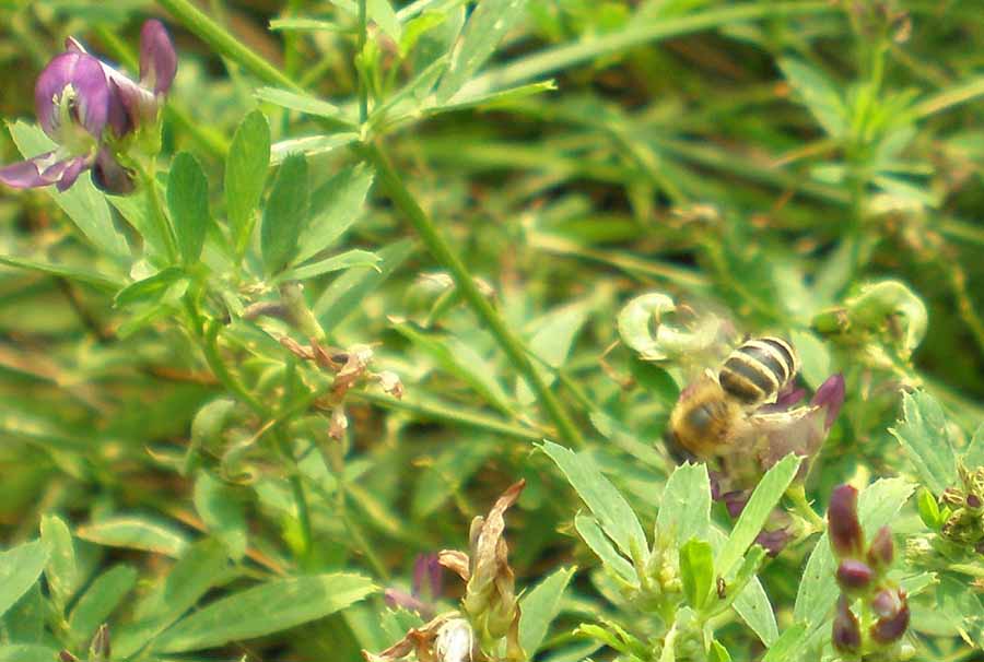 Пчела в траве
