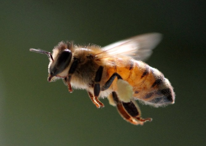 Пчела воровка