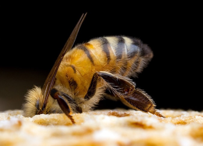 Пчела воровка залезла в соты