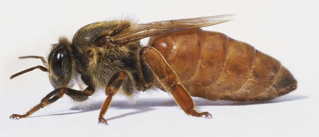 Пчелиная матка 