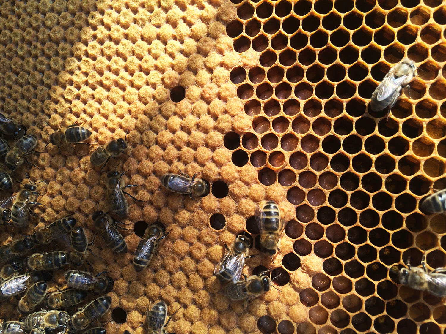 Пчелиная семья - сложный коллективный организм