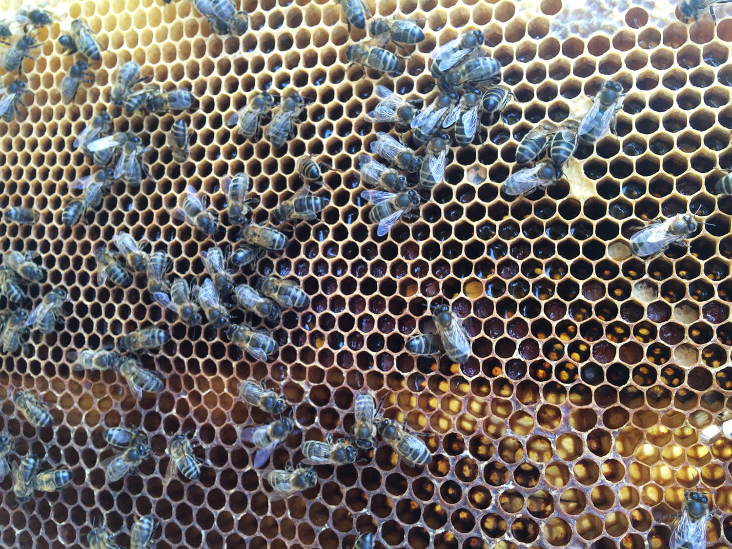 Пчелиная семья сидит на сотах