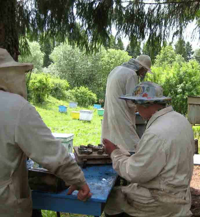 Пчеловоды на пасеке занимаются матководством