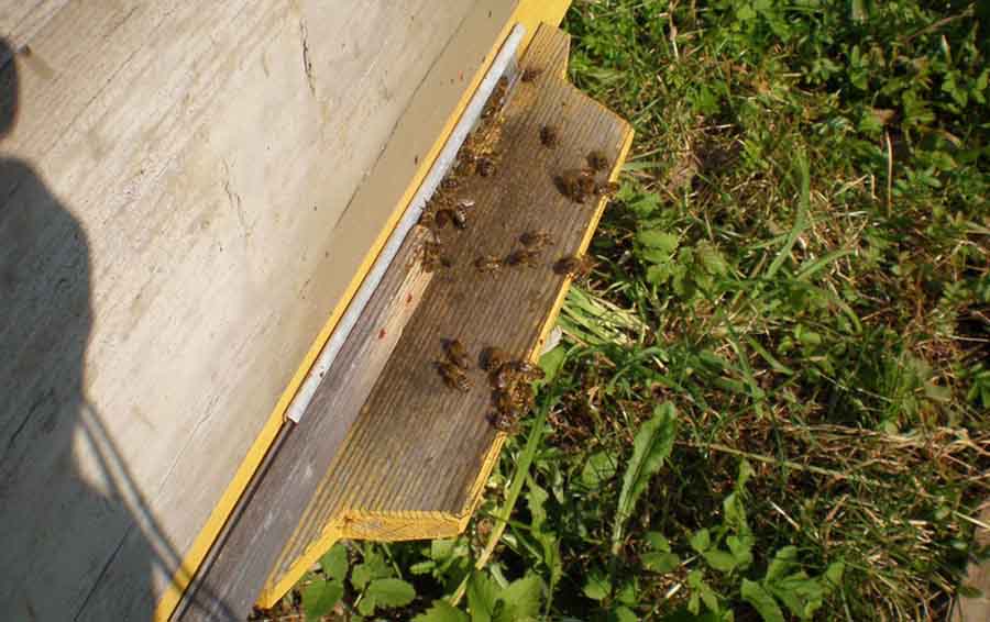 Пчелы воровки на летке улья