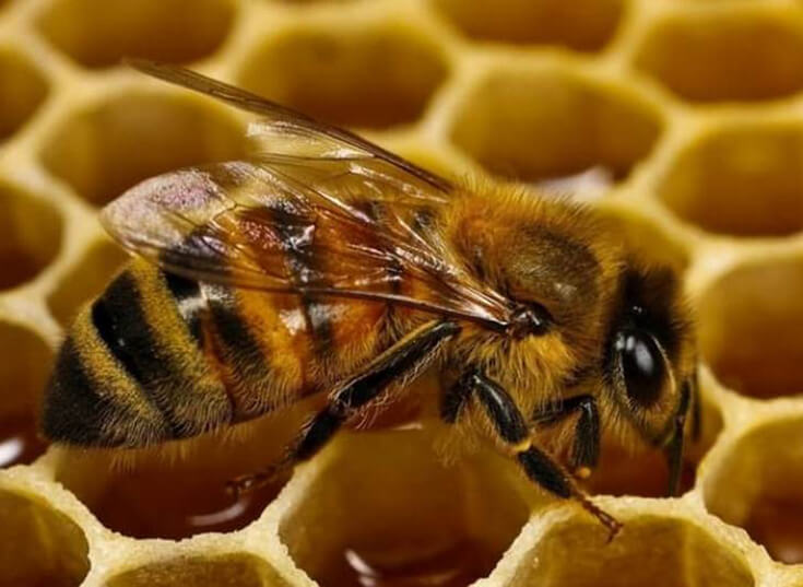 создание ячеек сот пчёлами
