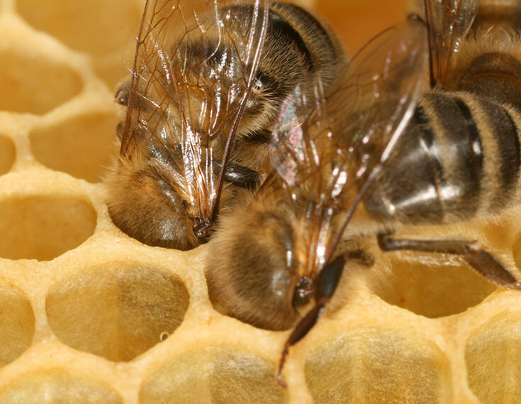 Создание сот пчёлами
