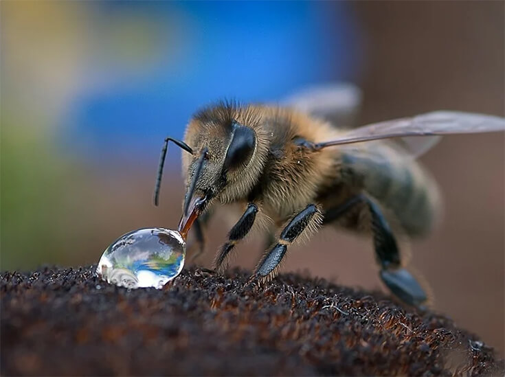 Пчелы-водовозы приносящие воду в улей