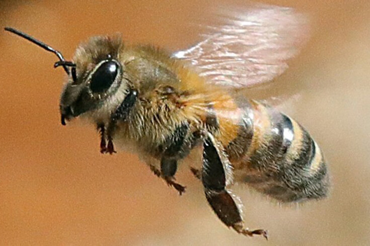 Порода пчёл россиянка