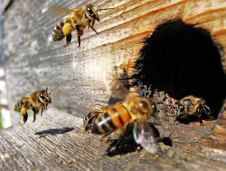 Пчёла на летке