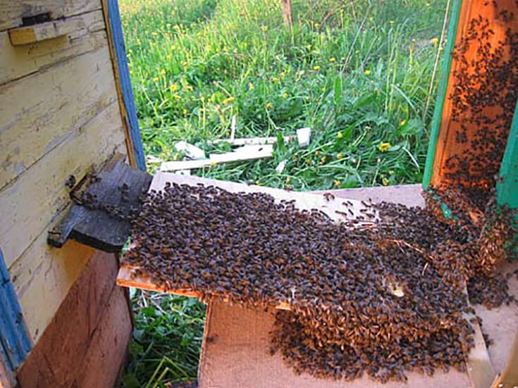 Пчелиный рой в новый домик
