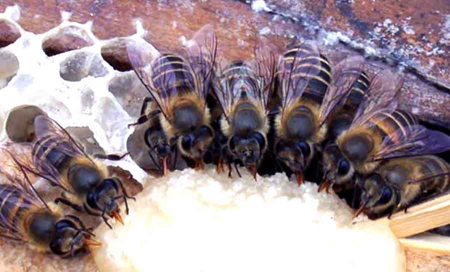Питание пчёл