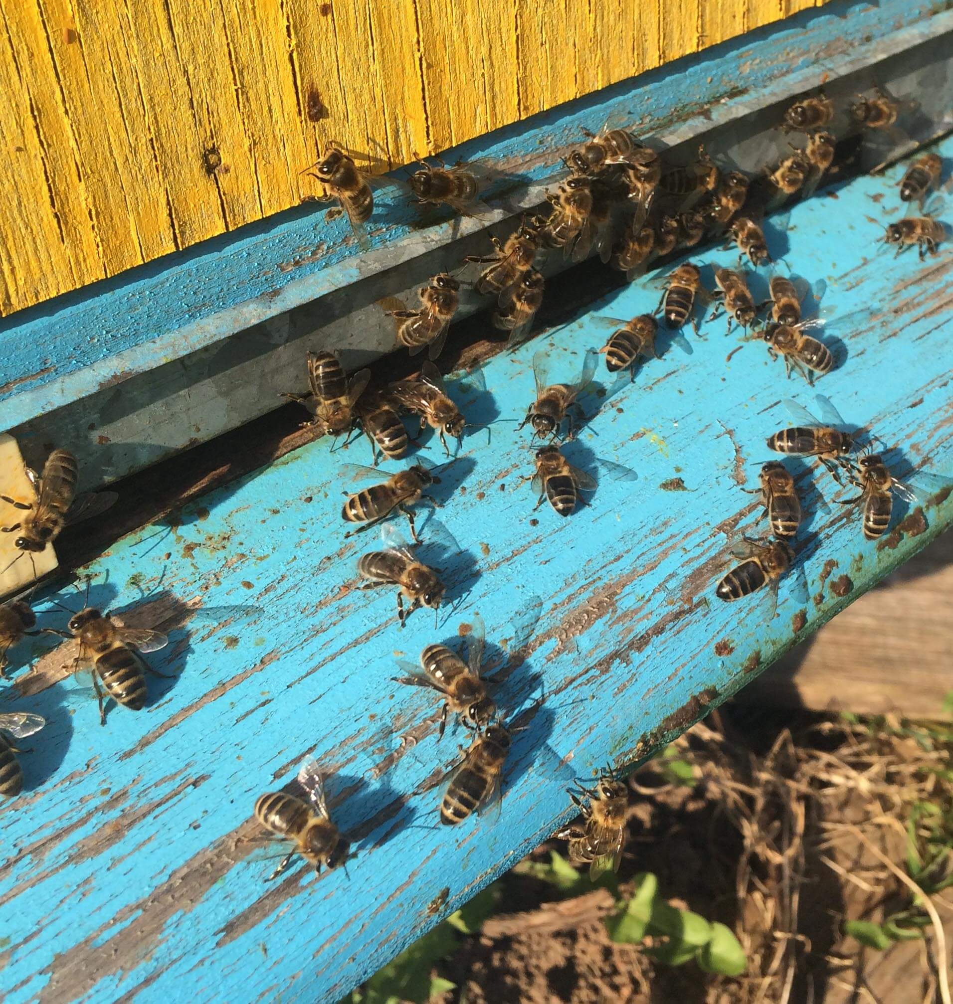Пчелы прилетели в улей