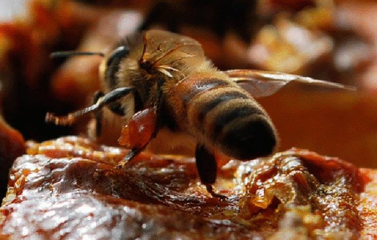 Прополис и пчела