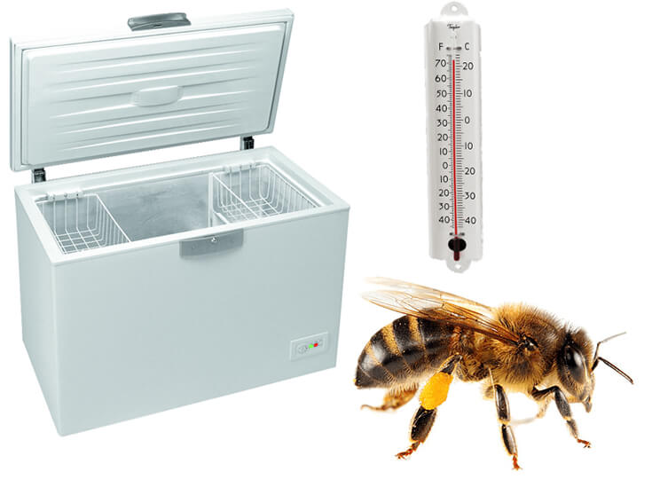 Пчел замораживали в холодильной камере