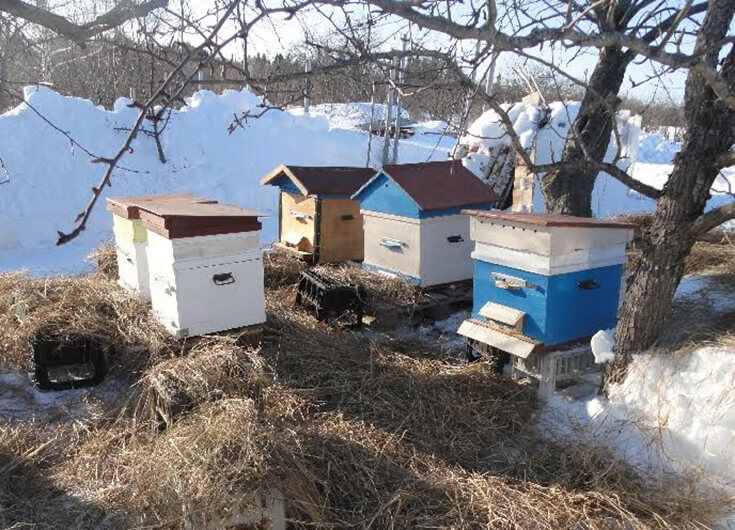 В пчелином домике после зимней спячки