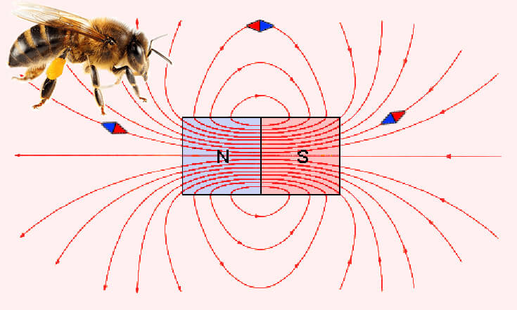 Влияние магнитных полей на морфогенез пчел