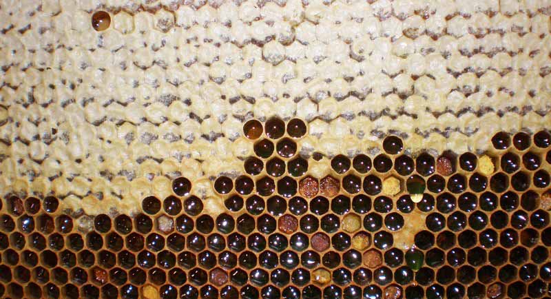 Забрус на пчелинной рамке