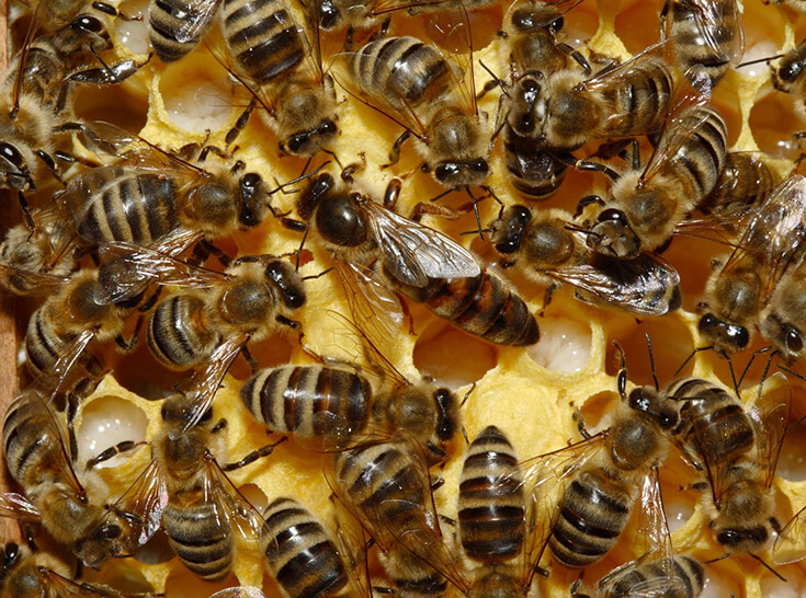 Матка с пчёлами
