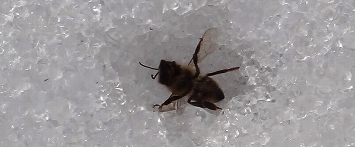 Пчелка на снегу зимой