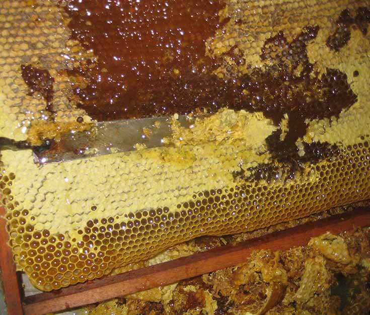 зрелый мёд